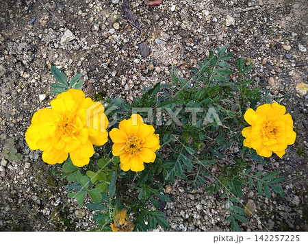 地面に元気に咲く鮮やかな黄色のマリーゴールド(花壇・ガーデニング) 地面に元気に咲く鮮やかな黄色のマリーゴールド(花壇・ガーデニング) 142257225