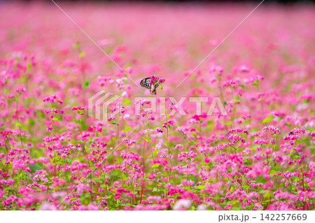 【高嶺ルビー】長野県宮田村の駒ケ岳ガーデンの赤そばの花とアサギマダラ【長野県】 【高嶺ルビー】長野県宮田村の駒ケ岳ガーデンの赤そばの花とアサギマダラ【長野県】 142257669
