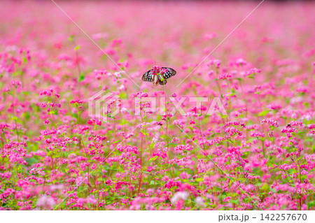【高嶺ルビー】長野県宮田村の駒ケ岳ガーデンの赤そばの花とアサギマダラ【長野県】 【高嶺ルビー】長野県宮田村の駒ケ岳ガーデンの赤そばの花とアサギマダラ【長野県】 142257670
