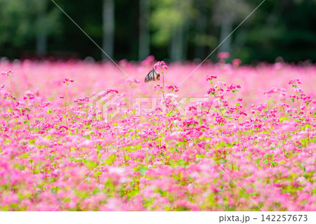 【高嶺ルビー】長野県宮田村の駒ケ岳ガーデンの赤そばの花とアサギマダラ【長野県】 【高嶺ルビー】長野県宮田村の駒ケ岳ガーデンの赤そばの花とアサギマダラ【長野県】 142257673