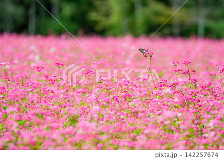 【高嶺ルビー】長野県宮田村の駒ケ岳ガーデンの赤そばの花とアサギマダラ【長野県】 【高嶺ルビー】長野県宮田村の駒ケ岳ガーデンの赤そばの花とアサギマダラ【長野県】 142257674