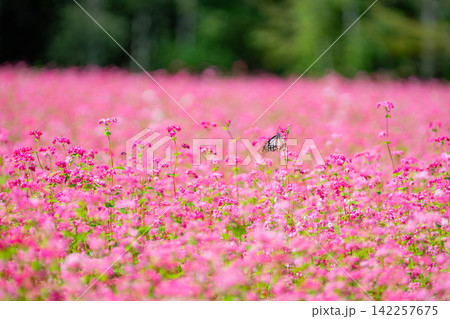 【高嶺ルビー】長野県宮田村の駒ケ岳ガーデンの赤そばの花とアサギマダラ【長野県】 【高嶺ルビー】長野県宮田村の駒ケ岳ガーデンの赤そばの花とアサギマダラ【長野県】 142257675