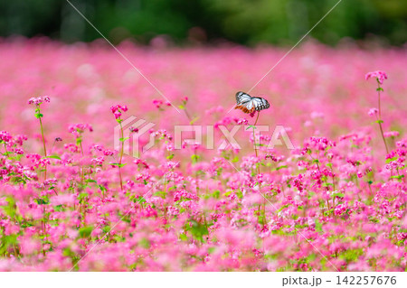 【高嶺ルビー】長野県宮田村の駒ケ岳ガーデンの赤そばの花とアサギマダラ【長野県】 【高嶺ルビー】長野県宮田村の駒ケ岳ガーデンの赤そばの花とアサギマダラ【長野県】 142257676