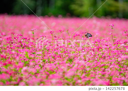 【高嶺ルビー】長野県宮田村の駒ケ岳ガーデンの赤そばの花とアサギマダラ【長野県】 【高嶺ルビー】長野県宮田村の駒ケ岳ガーデンの赤そばの花とアサギマダラ【長野県】 142257678