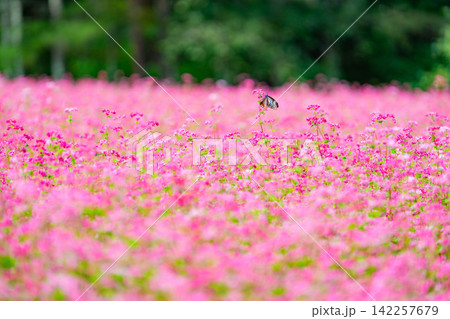 【高嶺ルビー】長野県宮田村の駒ケ岳ガーデンの赤そばの花とアサギマダラ【長野県】 【高嶺ルビー】長野県宮田村の駒ケ岳ガーデンの赤そばの花とアサギマダラ【長野県】 142257679