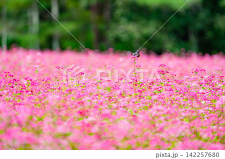 【高嶺ルビー】長野県宮田村の駒ケ岳ガーデンの赤そばの花とアサギマダラ【長野県】 【高嶺ルビー】長野県宮田村の駒ケ岳ガーデンの赤そばの花とアサギマダラ【長野県】 142257680