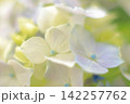 青い紫陽花 142257762