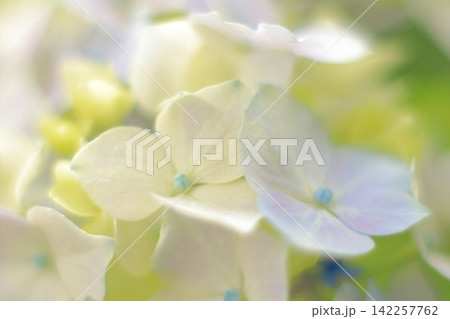 青い紫陽花 青い紫陽花 142257762
