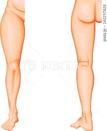 下肢解剖学：大腿、膝、下腿、足関節、足部の解剖学的領域 142257828