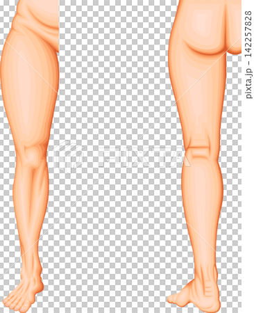 Lower extremity anatomy: Anatomical regions of the thigh, knee, lower leg, ankle, and foot. Lower extremity anatomy: Anatomical regions of the thigh, knee, lower leg, ankle, and foot. 142257828
