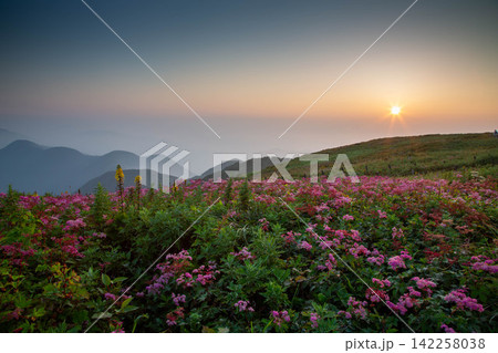 伊吹山山頂でのご来光とお花畑 142258038