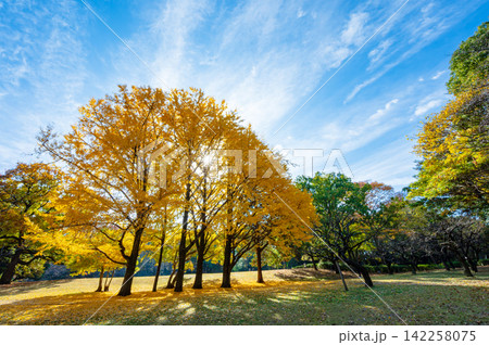 紅葉したイチョウ並木 紅葉したイチョウ並木 142258075