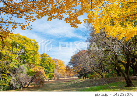 紅葉したイチョウ並木 紅葉したイチョウ並木 142258076