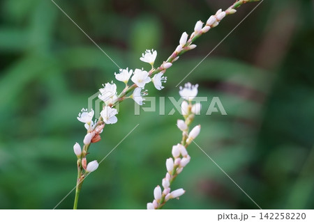 シロバナサクラタデの花 シロバナサクラタデの花 142258220