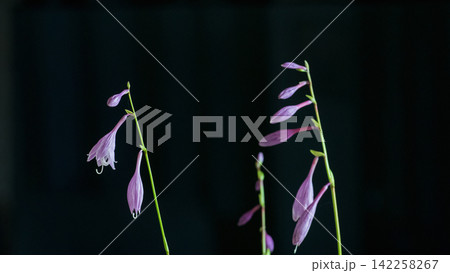 清楚なギボウシの花 黒バック 清楚なギボウシの花 黒バック 142258267