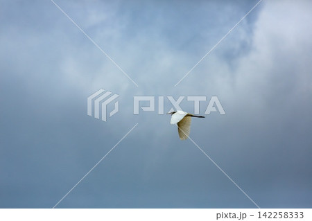 Asian Openbill Stork Flying Gracefully in Blue Sky with White Clouds 142258333