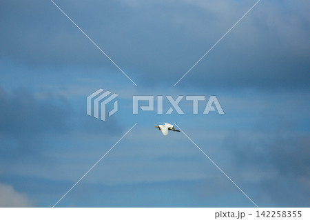 Asian Openbill Stork Flying Gracefully in Blue Sky with White Clouds Asian Openbill Stork Flying Gracefully in Blue Sky with White Clouds 142258355