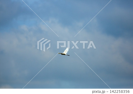 Asian Openbill Stork Flying Gracefully in Blue Sky with White Clouds Asian Openbill Stork Flying Gracefully in Blue Sky with White Clouds 142258356