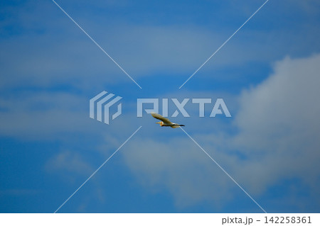 Asian Openbill Stork Flying Gracefully in Blue Sky with White Clouds Asian Openbill Stork Flying Gracefully in Blue Sky with White Clouds 142258361