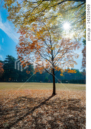 紅葉した木々 砧公園の風景 紅葉した木々 砧公園の風景 142258409