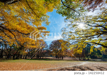 紅葉した木々 砧公園の風景 紅葉した木々 砧公園の風景 142258412