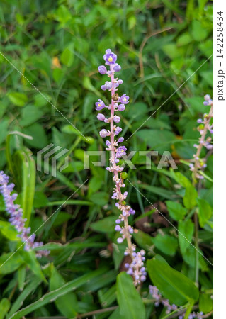 草むらから顔を出したヤブランの青紫の花 草むらから顔を出したヤブランの青紫の花 142258434