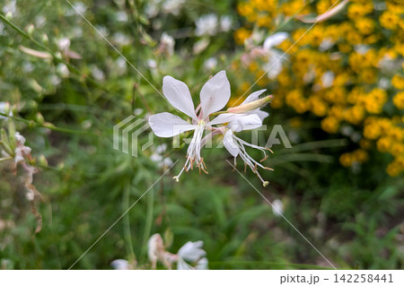 ガウラ(白蝶草)の白く可憐な花 ガウラ(白蝶草)の白く可憐な花 142258441