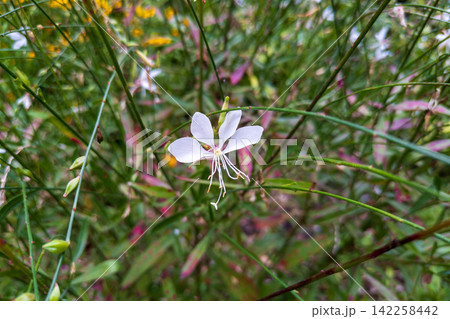 ガウラ(白蝶草)の白く可憐な花 ガウラ(白蝶草)の白く可憐な花 142258442