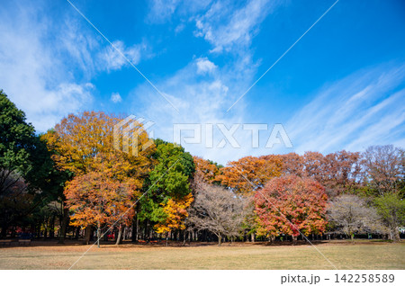 砧公園の青空に映える紅葉 砧公園の青空に映える紅葉 142258589