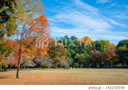 砧公園の青空に映える紅葉 砧公園の青空に映える紅葉 142258590