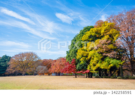 砧公園の青空に映える紅葉 砧公園の青空に映える紅葉 142258591