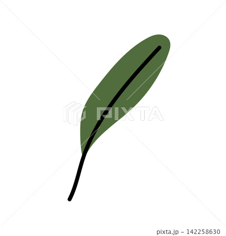 Single Green Olive Leaf Hand Drawn Vector Single Green Olive Leaf Hand Drawn Vector 142258630