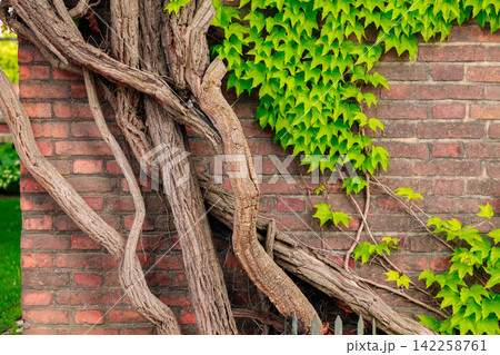 artistic garden plant in brick wall tree roots and leaves cottage core aesthetic background frame work pattern artistic garden plant in brick wall tree roots and leaves cottage core aesthetic background frame work pattern 142258761