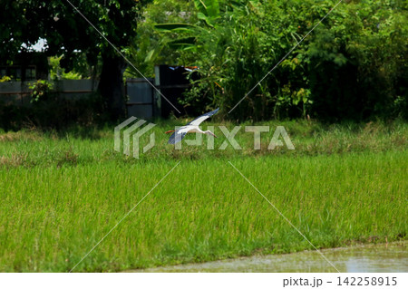 Asian Openbill Storks and White Egrets Foraging in Green Rice Paddy Field 142258915