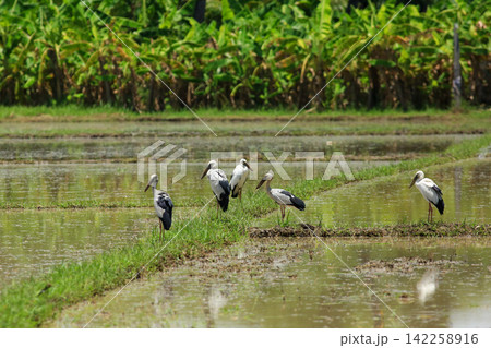 Asian Openbill Storks and White Egrets Foraging in Green Rice Paddy Field Asian Openbill Storks and White Egrets Foraging in Green Rice Paddy Field 142258916