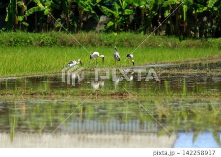 Asian Openbill Storks and White Egrets Foraging in Green Rice Paddy Field Asian Openbill Storks and White Egrets Foraging in Green Rice Paddy Field 142258917