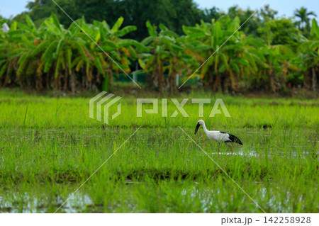 Asian Openbill Storks and White Egrets Foraging in Green Rice Paddy Field Asian Openbill Storks and White Egrets Foraging in Green Rice Paddy Field 142258928