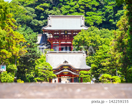 夏の鎌倉　鶴岡八幡宮　太鼓橋越しの舞殿と本宮 142259155