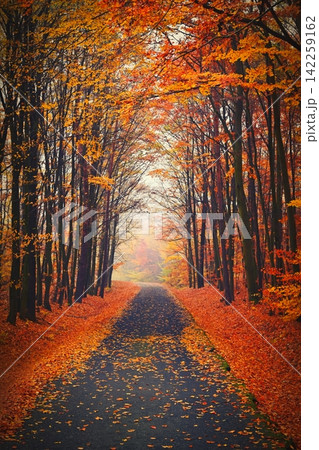 Beautiful colourful autumn landscape in the Czech Republic. Colorful trees in nature in autumn season. Seasonal concept for outdoor activities. Beautiful colourful autumn landscape in the Czech Republic. Colorful trees in nature in autumn season. Seasonal concept for outdoor activities. 142259162