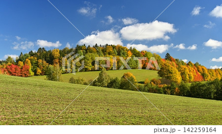 Beautiful colourful autumn landscape in the Czech Republic. Colorful trees in nature in autumn season. Seasonal concept for outdoor activities. Beautiful colourful autumn landscape in the Czech Republic. Colorful trees in nature in autumn season. Seasonal concept for outdoor activities. 142259164