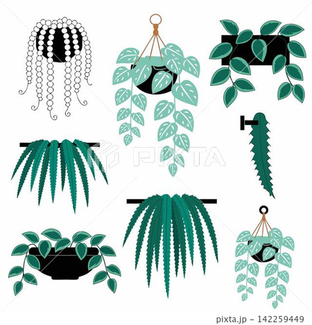 This graphic collection features stylized flat vector images of indoor hanging and trailing plants 142259449