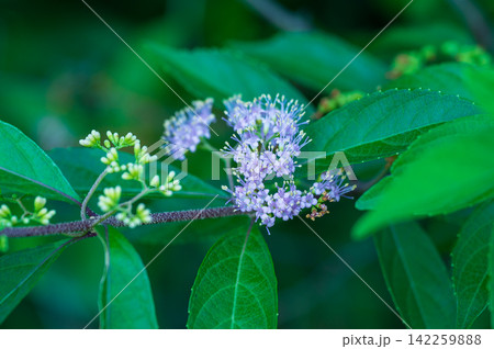 コムラサキの小さくて可愛い紫の花 コムラサキの小さくて可愛い紫の花 142259888