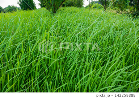 七月の風(薫風)にそよぐ夏草の緑 七月の風(薫風)にそよぐ夏草の緑 142259889