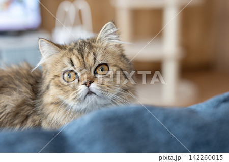 見つめる可愛い猫　ペルシャ猫 142260015