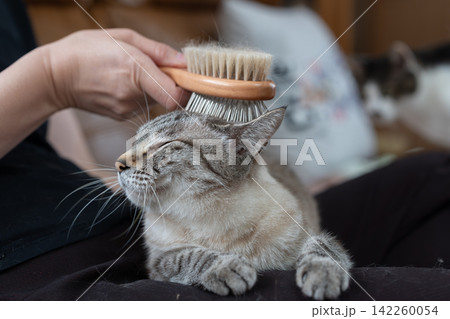 可愛い猫にブラシをかける飼い主 可愛い猫にブラシをかける飼い主 142260054