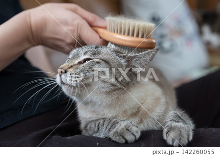 可愛い猫にブラシをかける飼い主 142260055