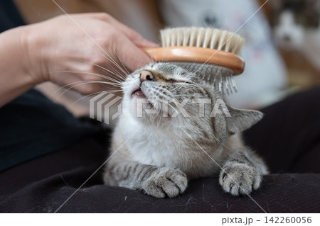 可愛い猫にブラシをかける飼い主 可愛い猫にブラシをかける飼い主 142260056