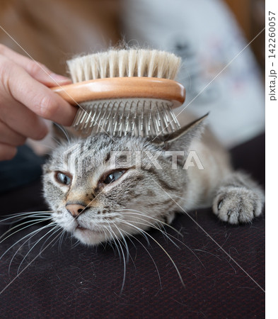 可愛い猫にブラシをかける飼い主 可愛い猫にブラシをかける飼い主 142260057