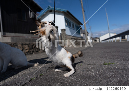 おもちゃで遊ぶ可愛い野良猫 142260160