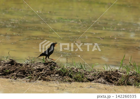 Great Myna Birds Foraging and Flying in Rice Field Agriculture Great Myna Birds Foraging and Flying in Rice Field Agriculture 142260335
